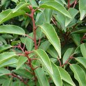 Prunus lusitanica 'Angustifolia'='Pyramidalis' P1D